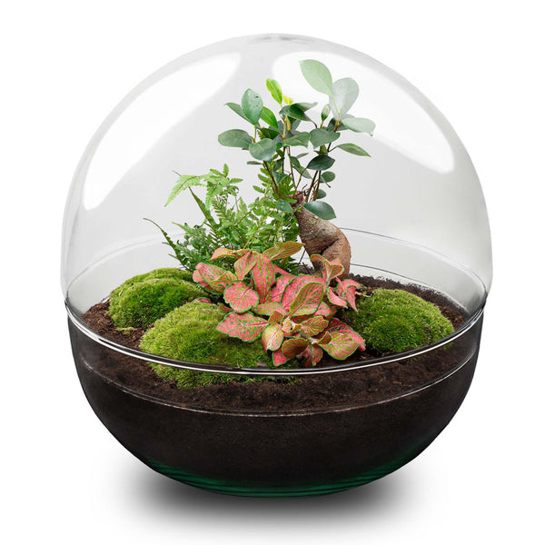 Flaschengarten-Set „Dome XL" – DIY-Terrarium mit Ficus-Ginseng-Bonsai – Ansicht 2