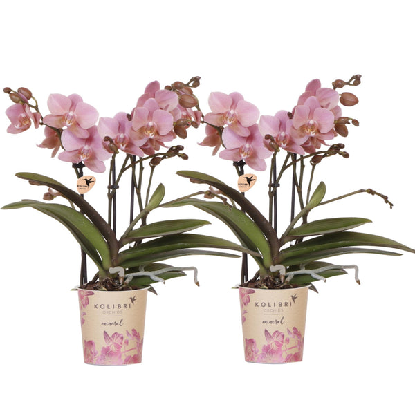 Schmetterlingsorchidee ‚Treviso' – Phalaenopsis – Ø 9 cm
