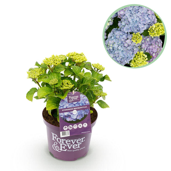 Hortensie ‚Forever & Ever' – Hydrangea macrophylla