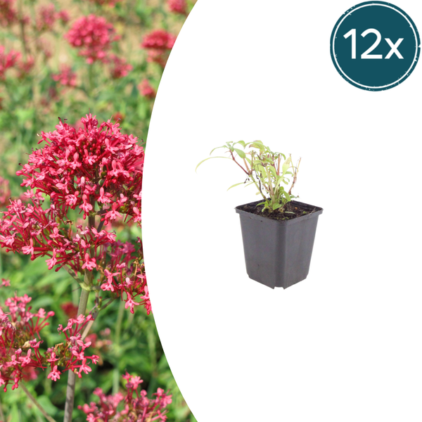 Rote Spornblume ‚Coccineus' – Centranthus ruber