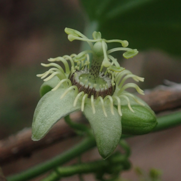 Passionsblume ‚Constance Elliott' – Passiflora caerulea – Ansicht 4
