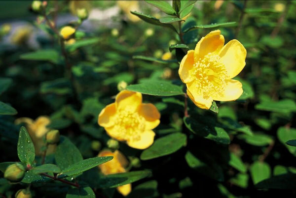 Johanniskraut ‚Peter Dummer' – Hypericum × dummeri – Ansicht 2