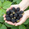 Brombeere ‚Black Satin' – Rubus fruticosus – Ansicht 4