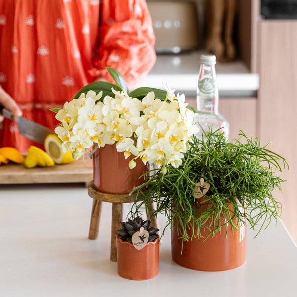 Schmetterlingsorchidee ‚Botanic Yellow' – Phalaenopsis – Ansicht 5