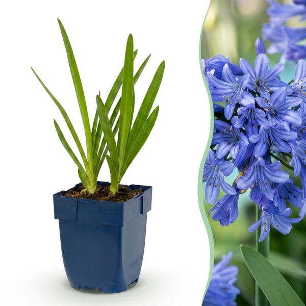 Schmucklilie – Agapanthus africanus