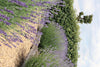 Lavendel – Lavandula angustifolia – Ansicht 5
