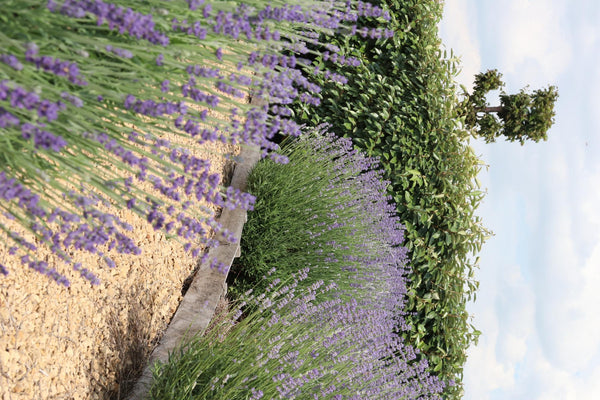Lavendel – Lavandula angustifolia – Ansicht 5