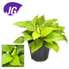 Homalomena ‚Lemon Lime'
