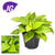 Homalomena ‚Lemon Lime'
