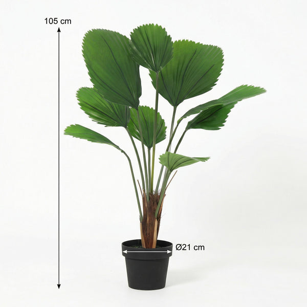 Kunstpflanze Licuala-Palme (Licuala grandis) – Ansicht 5