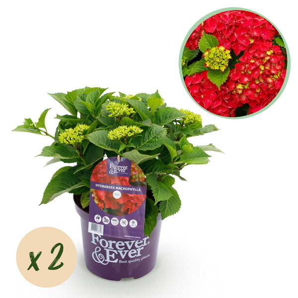 Hortensie ‚Forever & Ever' – Hydrangea macrophylla