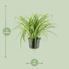 Grünlilie ‚Variegatum' – Chlorophytum comosum – Ansicht 2