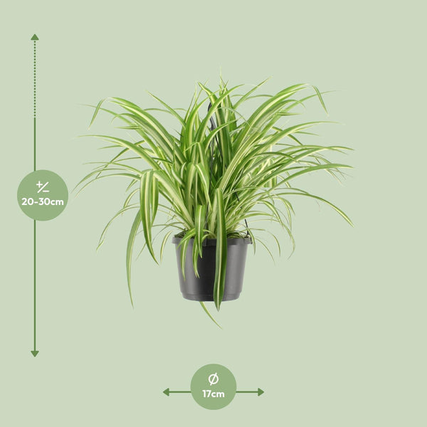 Grünlilie ‚Variegatum' – Chlorophytum comosum – Ansicht 2