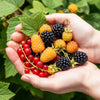 Beerenobst-Set „Tricolour" – Rote Johannisbeere, Schwarze Himbeere, Gelbe Himbeere – Ansicht 5