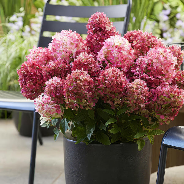 Rispenhortensie ‚Living Little Rosy' – Hydrangea paniculata – Ansicht 6