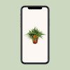 Grünlilie ‚Ocean' – Chlorophytum comosum – Ansicht 4