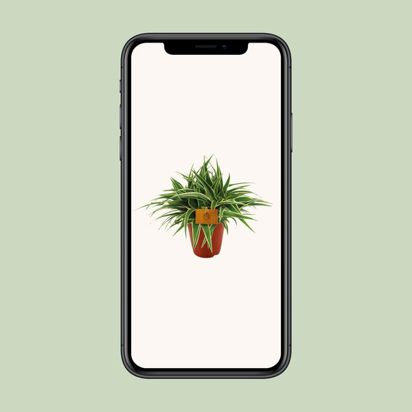 Grünlilie ‚Ocean' – Chlorophytum comosum – Ansicht 4