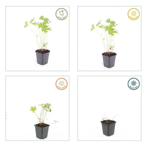 Storchschnabel ‚Johnson's Blue' – Geranium – Ansicht 4