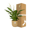 Einblatt ‚Torelli' – Spathiphyllum – Ansicht 4