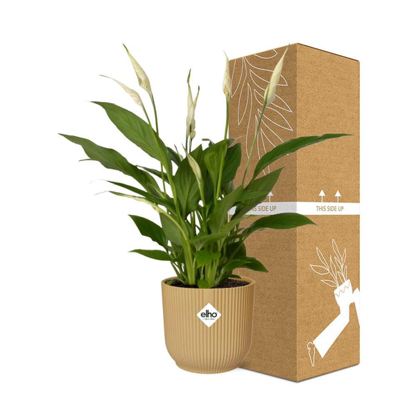Einblatt ‚Torelli' – Spathiphyllum – Ansicht 4