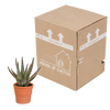 Aloe zebrina ‚Dannyz' – Ansicht 4