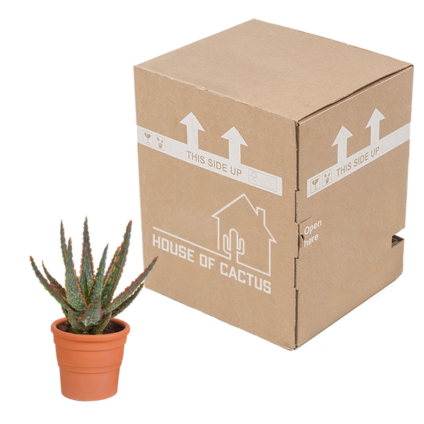 Aloe zebrina ‚Dannyz' – Ansicht 4
