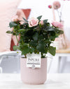 Rose – Rosa