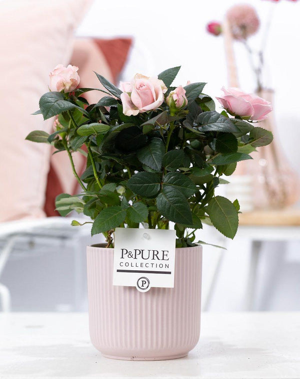 Rose – Rosa