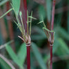 Schirmbambus ‚Red Dragon' – Fargesia – Ansicht 4