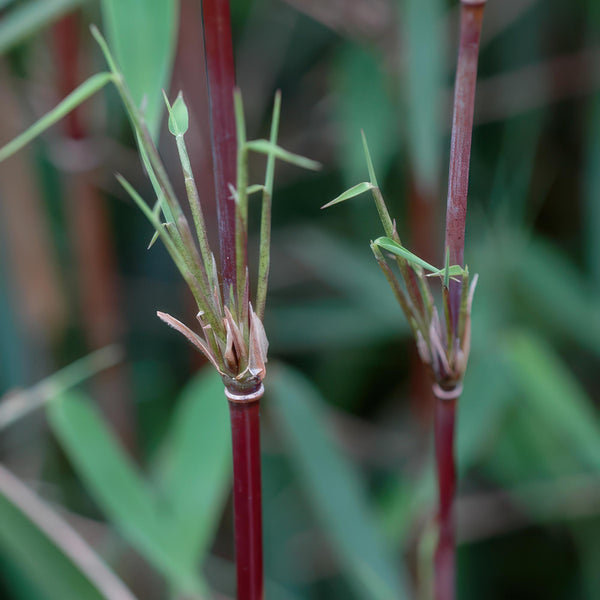 Schirmbambus ‚Red Dragon' – Fargesia – Ansicht 4