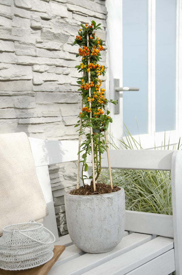 Feuerdorn ‚Orange Glow' – Pyracantha