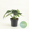 Alocasia baginda ‚Dragon Scale'