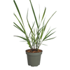 Rutenhirse ‚Rotstrahlbusch' – Panicum virgatum – Ansicht 4