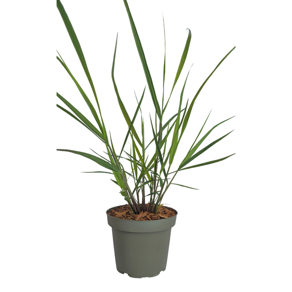 Rutenhirse ‚Rotstrahlbusch' – Panicum virgatum – Ansicht 4