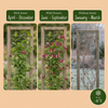 Immergrünes Geißblatt – Lonicera henryi – Ansicht 5