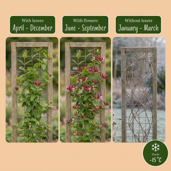 Immergrünes Geißblatt – Lonicera henryi – Ansicht 5