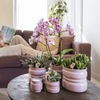 Schmetterlingsorchidee ‚Diamond Bora Bora' – Phalaenopsis – Ansicht 2