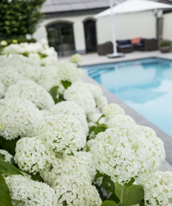 Ballhortensie ‚Strong Annabelle' – Hydrangea arborescens
