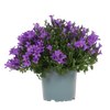 Glockenblume ‚Addenda Ambella' – Campanula