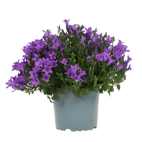 Glockenblume ‚Addenda Ambella' – Campanula