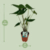 Elefantenohr – Alocasia zebrina – Ansicht 2