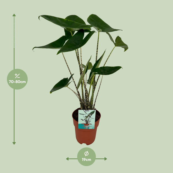 Elefantenohr – Alocasia zebrina – Ansicht 2