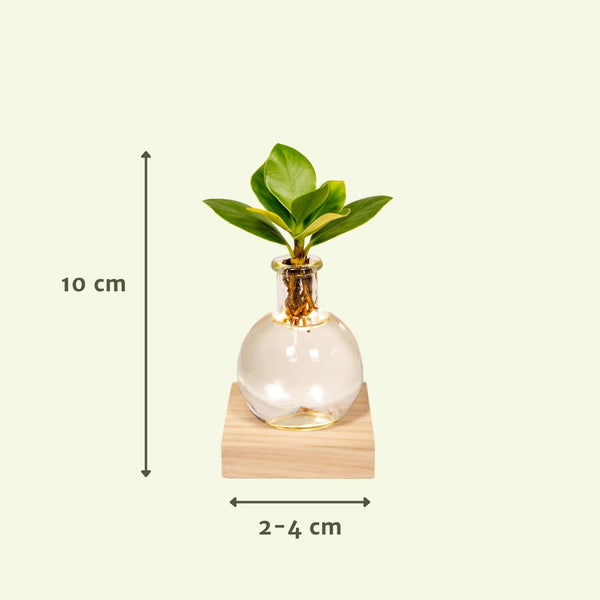 Clusia im Glas mit LED-Beleuchtung – Ansicht 2