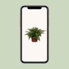 Nestfarn ‚Parvati' – Asplenium nidus – Ansicht 4