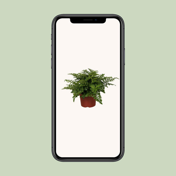 Nestfarn ‚Parvati' – Asplenium nidus – Ansicht 4