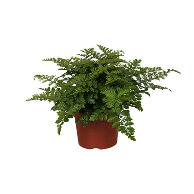 Nestfarn ‚Parvati' – Asplenium nidus