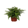 Nestfarn ‚Parvati' – Asplenium nidus – Ø 12 cm · 25 cm, ohne Übertopf