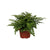 Nestfarn ‚Parvati' – Asplenium nidus – Ø 12 cm · 25 cm, ohne Übertopf