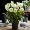 Lenzrose ‚Double Ellen White' – Helleborus orientalis – Ansicht 5