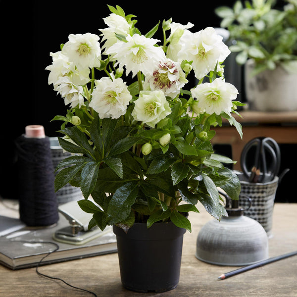 Lenzrose ‚Double Ellen White' – Helleborus orientalis – Ansicht 5
